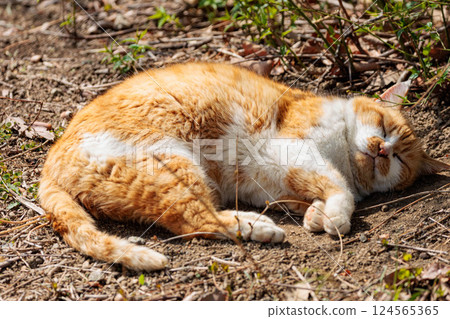 Cat taking a nap at the park Cat taking a nap at the park 124565365