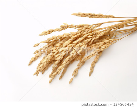 Rice field 124565454