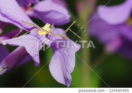 A stick insect larva resting on a purple canola flower 124565493