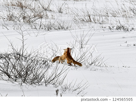 Kita fox on the snowy field Kita fox on the snowy field 124565505