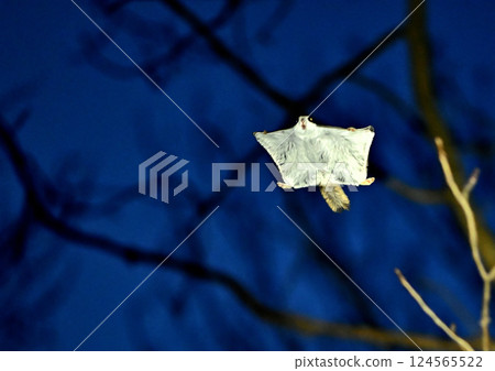 黃昏時尋找食物 黃昏時尋找食物 124565522