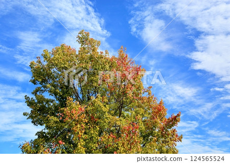 色彩鮮豔的糖楓葉 124565524