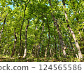 Beautiful photo of a green oak forest 124565586