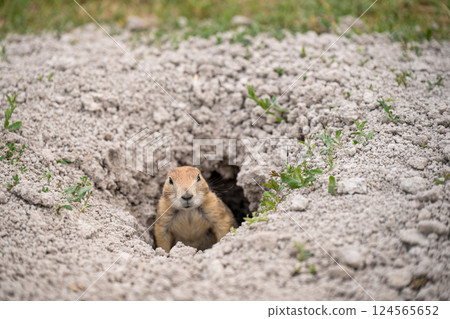 prairie dog peeking out of an underground hole to it's home prairie dog peeking out of an underground hole to it's home 124565652