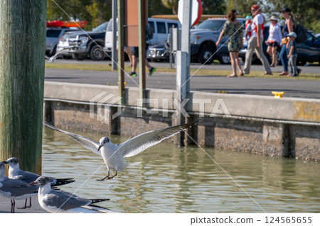 Seagulls on the boating ramp at the Flamingo Marina of the Everglades National Park 124565655