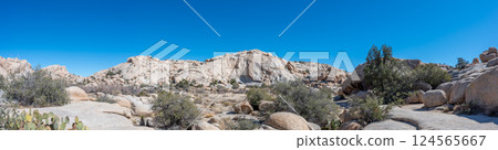 Panorama Landscape of Joshua Tree National Park with clear skies and rocky backdrop  124565667