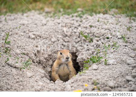 prairie dog peeking out of an underground hole to it's home 124565721