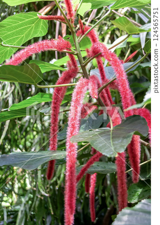 Acalypha hispida, a hanging inflorescence native to Malaysia Acalypha hispida, a hanging inflorescence native to Malaysia 124565751