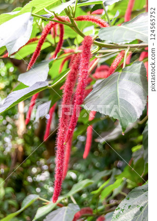 Acalypha hispida,一種原產於馬來西亞的懸垂花序 Acalypha hispida,一種原產於馬來西亞的懸垂花序 124565752