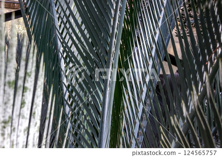 The shape of the Macrozamia macrophylla [Cycadaceae family, Macrozamia genus] 124565757