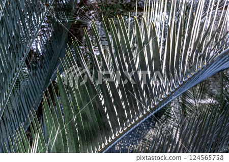 The shape of the Macrozamia macrophylla [Cycadaceae family, Macrozamia genus] 124565758