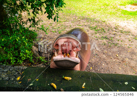 Hippopotamus opens its mouth. 124565846