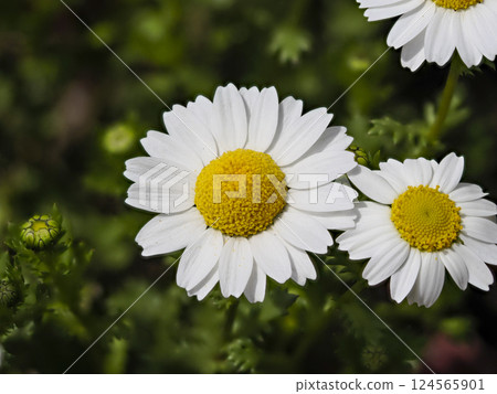 翠菊在花壇盛開 124565901