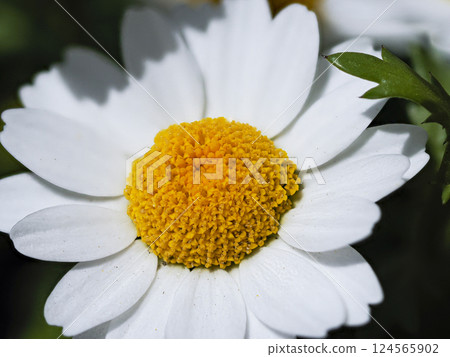 Aster blooming in a flower bed Aster blooming in a flower bed 124565902