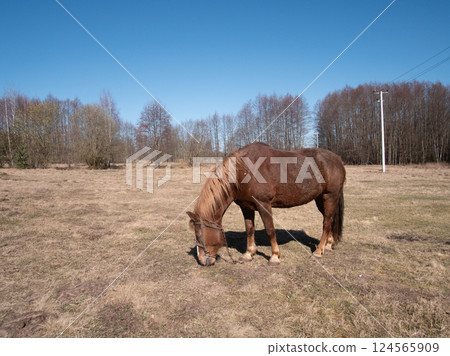 A serene and tranquil scene of a beautiful brown horse peacefully grazing in an open field, surrounded by lush trees A serene and tranquil scene of a beautiful brown horse peacefully grazing in an open field, surrounded by lush trees 124565909