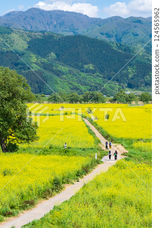 Iiyama City Tokiwa Rapeseed Flower Field 124565962