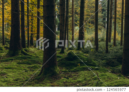 Forest background. Dark forrest nature view,Magic green mossy sunny forest with conifer trees.  124565977
