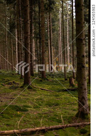 Forest background. Dark forrest nature view,Magic green mossy sunny forest with conifer trees. Forest background. Dark forrest nature view,Magic green mossy sunny forest with conifer trees. 124565983