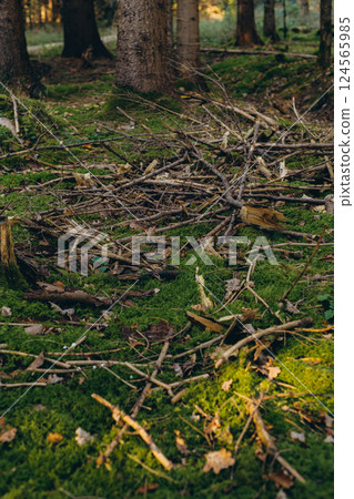 Macro nature shot of sprouts, seeds, stems, and green moss on the forest floor, emerging through dried autumn foliage Macro nature shot of sprouts, seeds, stems, and green moss on the forest floor, emerging through dried autumn foliage 124565985
