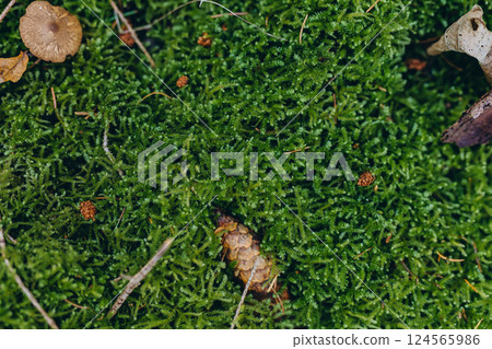 Lush green forest moss with scattered pine cones, creating a natural woodland background. Perfect for eco-themed designs Lush green forest moss with scattered pine cones, creating a natural woodland background. Perfect for eco-themed designs 124565986