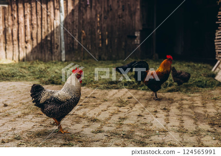 A hen roosting in a farmer yard in summer. Black and white plumage, bright red scallop and beak. 124565991