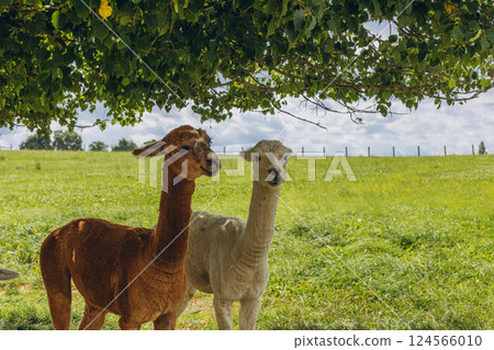 Group of alpacas standing under tree,resting in the shade.Fluffy wool, animals in natur 124566010