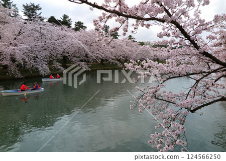 櫻花盛開的弘前公園（青森縣弘前市）：可以泛舟的西護城河和兩岸成排的櫻花樹 124566250