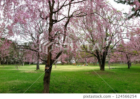 弘前公園（青森縣弘前市）櫻花盛開：市民廣場寬闊的草坪上盛開著垂枝櫻花 124566254