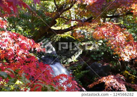 A pure waterfall surrounded by autumn leaves 124566282