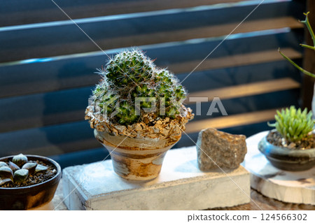 時尚的室內裝飾,室內植物,我的家,家 時尚的室內裝飾,室內植物,我的家,家 124566302