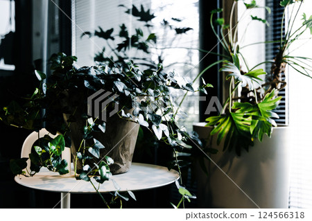 葉子植物 124566318