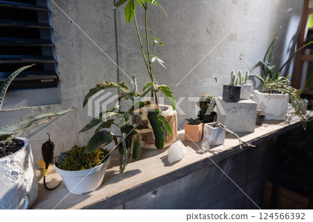 My home, houseplants, unique, interior, uninhabited, no people My home, houseplants, unique, interior, uninhabited, no people 124566392