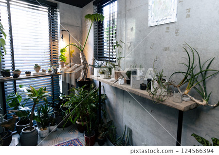 My home, houseplants, unique, interior, uninhabited, no people My home, houseplants, unique, interior, uninhabited, no people 124566394