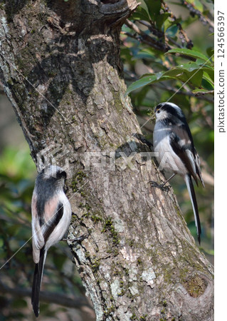 一對長尾山雀正在築巢 一對長尾山雀正在築巢 124566397