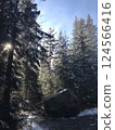 Sunlight Filtering Through Snowy Forest  124566416