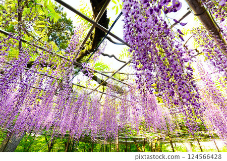 岡崎城公園美麗的紫藤花 124566428