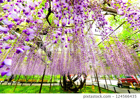 Beautiful wisteria flowers in Okazaki Castle Park 124566435