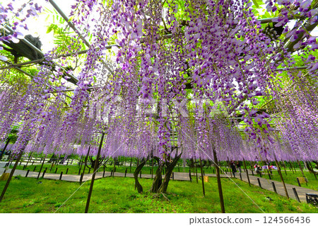 Okazaki Castle Park: Beautiful Fuji trees 124566436