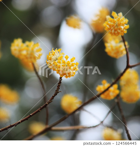 黃色Mitsumata花 黃色Mitsumata花 124566445