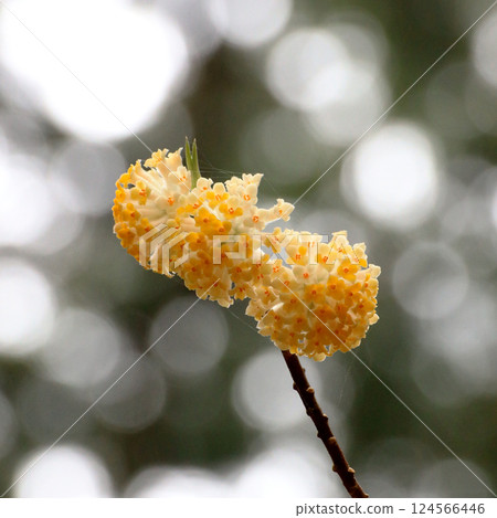 黃色Mitsumata花 124566446