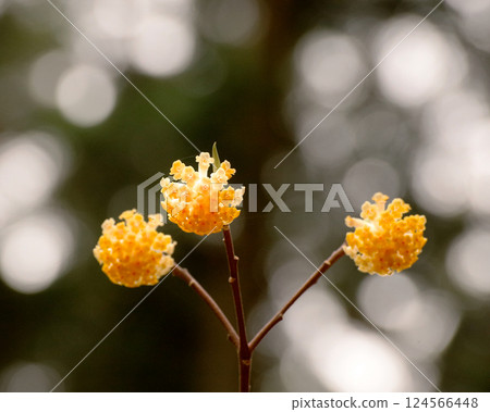 Yellow Mitsumata Flower Yellow Mitsumata Flower 124566448