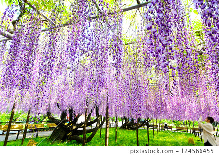 Beautiful wisteria flowers in Okazaki Castle Park Beautiful wisteria flowers in Okazaki Castle Park 124566455