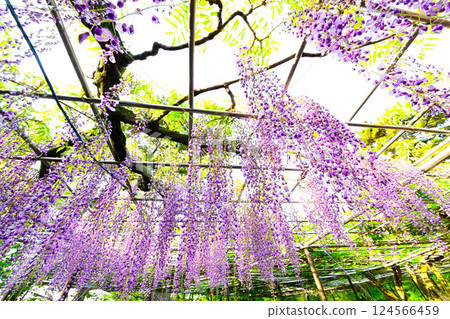 岡崎城公園美麗的紫藤花 124566459