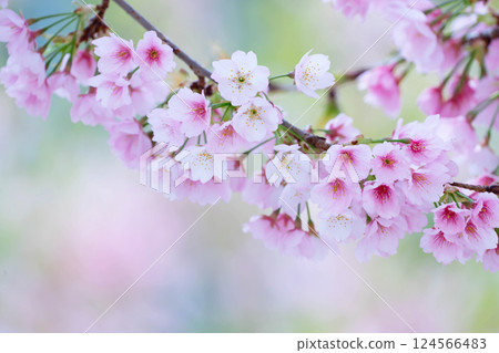 新開的櫻花 124566483