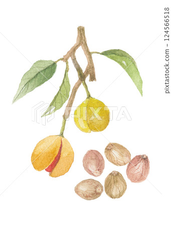 Nutmeg painted in watercolor 124566518