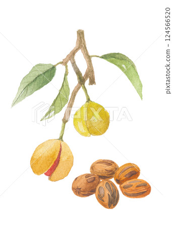 Nutmeg painted in watercolor 124566520
