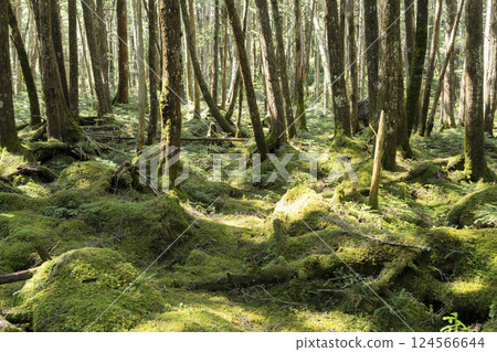 Moss of Moss 124566644