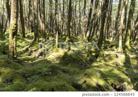 Moss of Moss 124566645