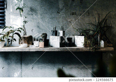 My home, houseplants, unique, interior, uninhabited, no people My home, houseplants, unique, interior, uninhabited, no people 124566675
