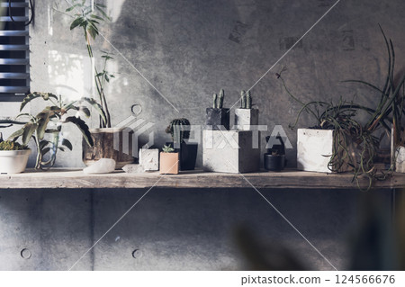 我的家，室內植物，獨特，室內，無人居住，無人 124566676